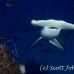 shark_hammerhead_scalloped_mo_ci_h_0017_cos3697.jpg